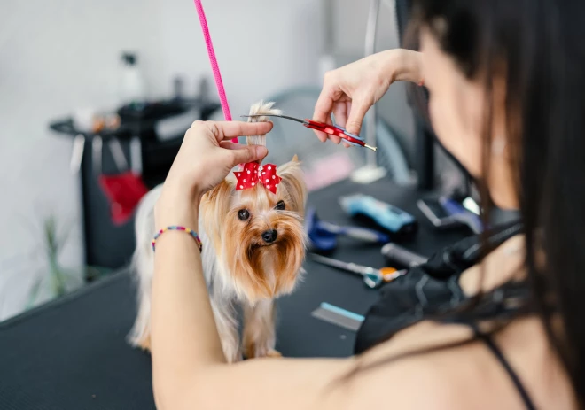 Illustration of Cat Grooming Services Near Me Phone Number